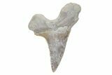 Fossil Ginsu Shark (Cretoxyrhina) Tooth - Kansas #219142-1